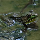 IMG_9946-NWbranch-frog-jul 2020-lores
