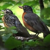 IMG_9978-NWbranch-robin family-nest-july 2020-lores