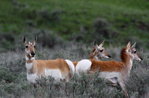 Yellowstone 2018 4th gallery
